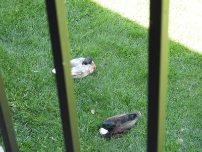 Mallards
