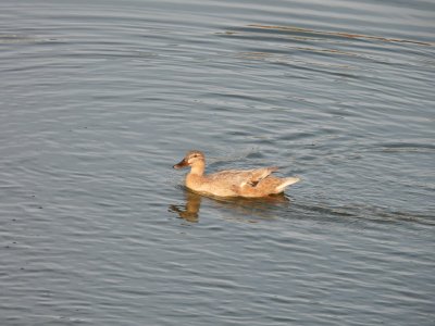 one of the golden girls