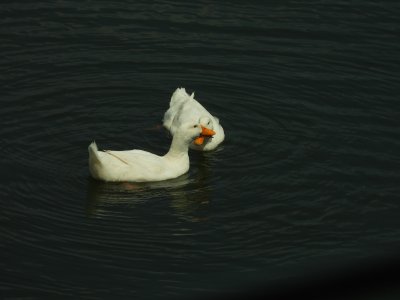 DSCN0539.jpg