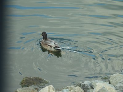 DSCN0686.jpg
