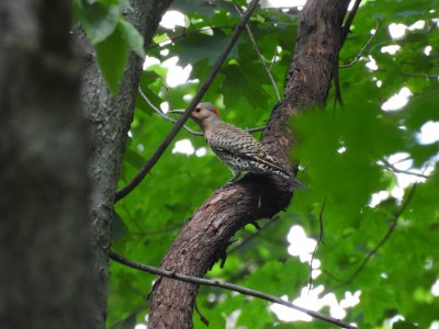 DSCN1427.jpg