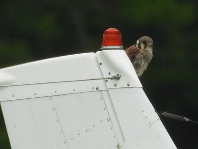 American Kestrels KMGY