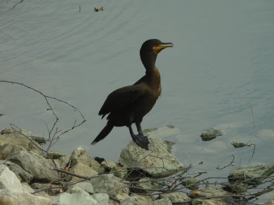double crested cormorant (not neotropic)