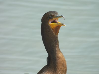double crested cormorant (not neotropic)