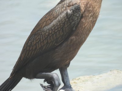 double crested cormorant body (not neotropic)