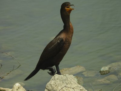 double crested cormorant (not neotropic)