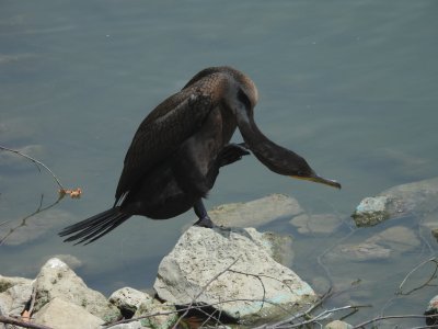 double crested cormorant (not neotropic)