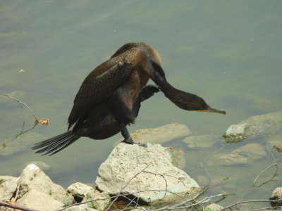 double crested cormorant (not neotropic)