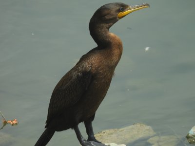 double crested cormorant (not neotropic)