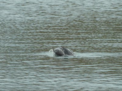 double crested cormorant diving (not neotropic)