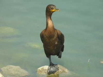 Double Crested Cormorant