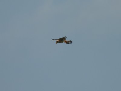 July 28, 2026 KMGY American Kestrels