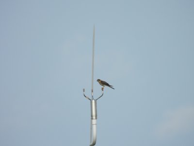 July 28, 2026 KMGY American Kestrels