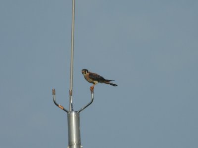 July 28, 2026 KMGY American Kestrels