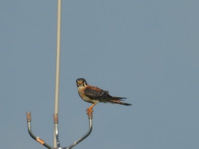 July 28, 2026 KMGY American Kestrels