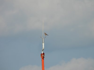 July 28, 2026 KMGY American Kestrels