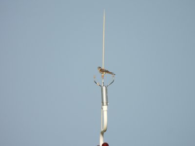 July 28, 2026 KMGY American Kestrels