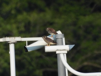 July 28, 2026 KMGY American Kestrels