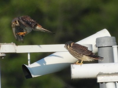 July 28, 2026 KMGY American Kestrels