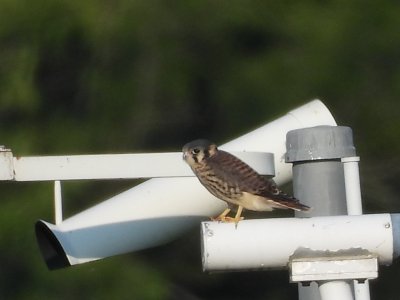 July 28, 2026 KMGY American Kestrels
