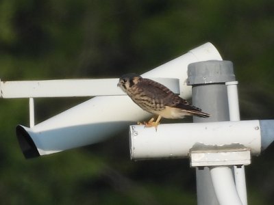 July 28, 2026 KMGY American Kestrels