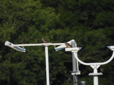 July 28, 2026 KMGY American Kestrels