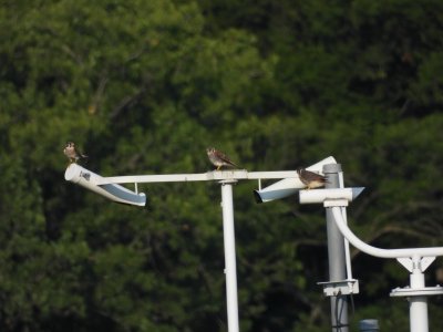 July 28, 2026 KMGY American Kestrels